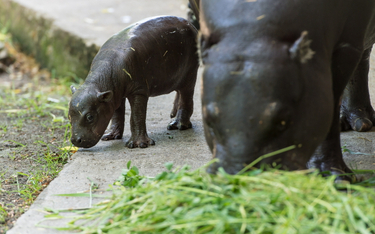 Hipopotam karłowaty urodził się w zoo we Wrocławiu