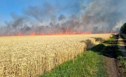 olski handel zbożem bardzo urósł, ale za tajemnicą ogromnego wzrostu jego importu do Polski stoją oc
