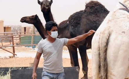 Według ostatnich badań, wirus MERS najprawdopodobniej rozprzestrzenia się za pośrednictwem dromaderó