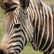Zebra na niemieckiej autostradzie. Zwierzę odstrzelono