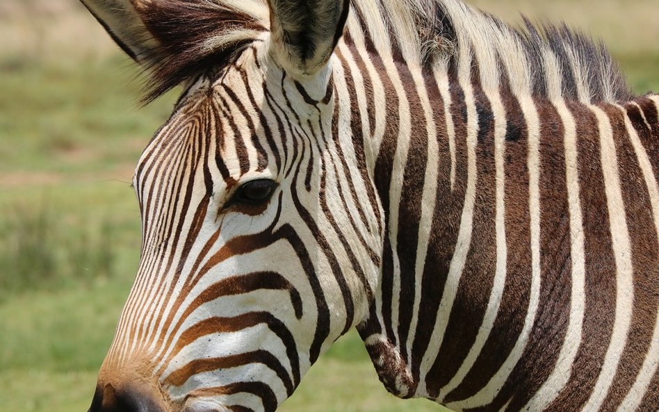 Zebra na niemieckiej autostradzie. Zwierzę odstrzelono