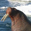 Mors zatopił łódź rosyjskiej marynarki wojennej na Oceanie Arktycznym