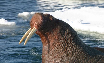 Mors zatopił łódź rosyjskiej marynarki wojennej na Oceanie Arktycznym