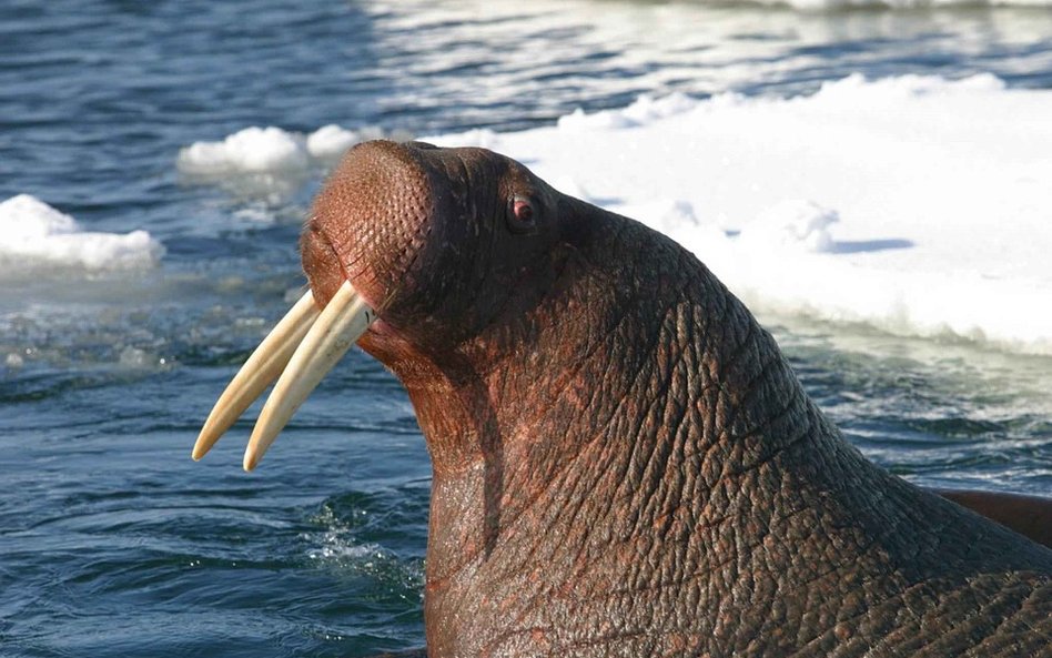 Mors zatopił łódź rosyjskiej marynarki wojennej na Oceanie Arktycznym