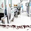 Atlanta Poland: Bakalie opierają się pandemii