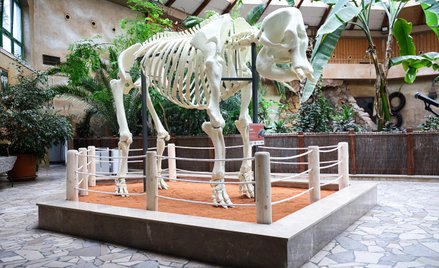 Warszawskie ZOO odsłania szkielet słonicy odtworzony w technologii druku 3D