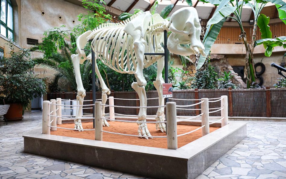 Warszawskie ZOO odsłania szkielet słonicy odtworzony w technologii druku 3D