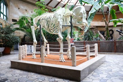Warszawskie ZOO odsłania szkielet słonicy odtworzony w technologii druku 3D