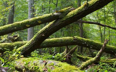 Ekolodzy chcieliby cały obszar Puszczy Białowieskiej zamienić w park narodowy
