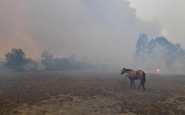 Australia: Ogień zabił już prawie pół miliarda zwierząt
