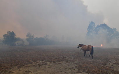Australia: Ogień zabił już prawie pół miliarda zwierząt