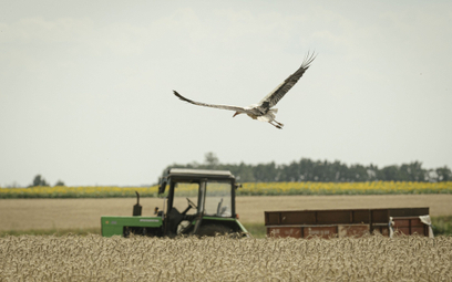 Bocian przelatuje obok ciągnika przewożącego zboże podczas letnich zbiorów pszenicy przez ukraińską 