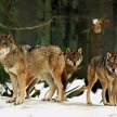 Saga prastarej puszczy. Opowieść o wilku Walencików