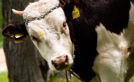 Choroba niebieskiego języka jest zakaźną chorobą przeżuwaczy