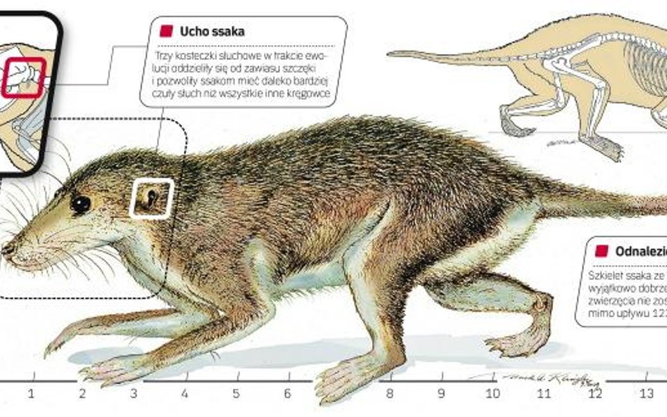 Nasłuchiwanie dinozaurów