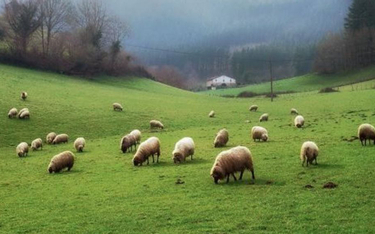 Niemcy: Pociąg wjechał w stado. Zginęło 50 owiec
