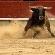 Dzieci zachęcane do zabijania byków. Odcięte uszy jako trofeum