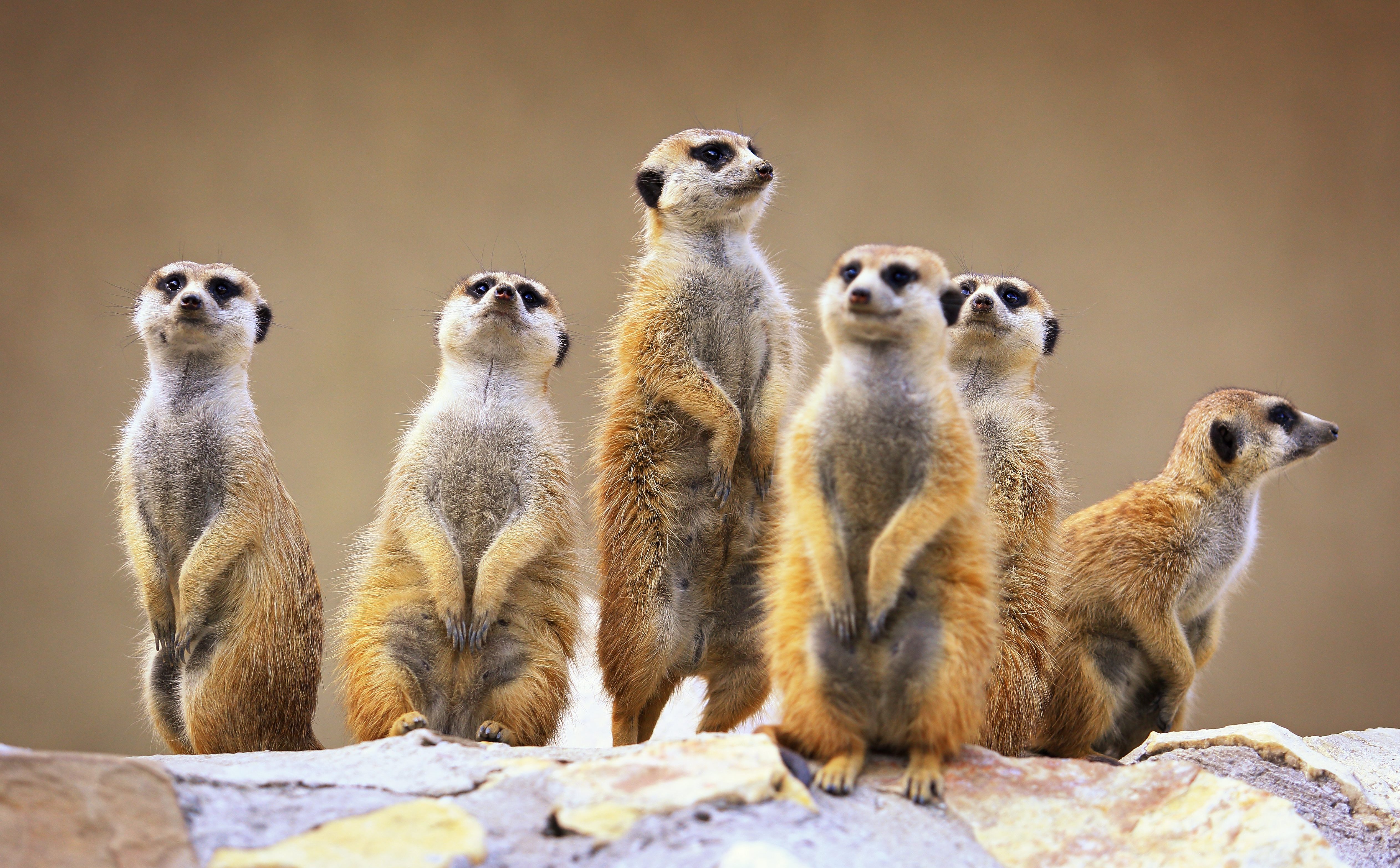 Nie pracuj jak mrówka. Lepiej weź przykład z surykatki