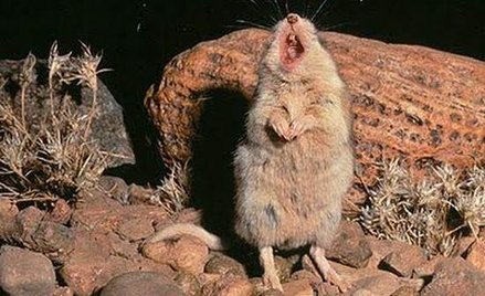 Mysz Onychomys torridus. Zdjęcie pochodzi ze strony tucsoncitizen.com