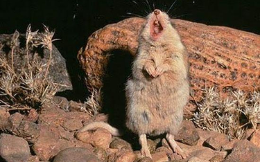 Mysz Onychomys torridus. Zdjęcie pochodzi ze strony tucsoncitizen.com