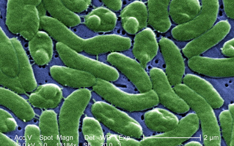 Bakteria Vibrio vulnificus