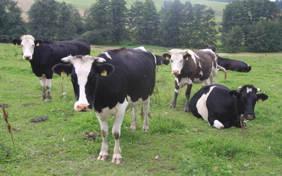 Mleko. Polacy piją więcej mleka