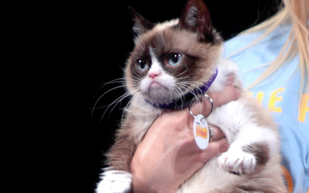 Grumpy Cat (Tardar Sauce)