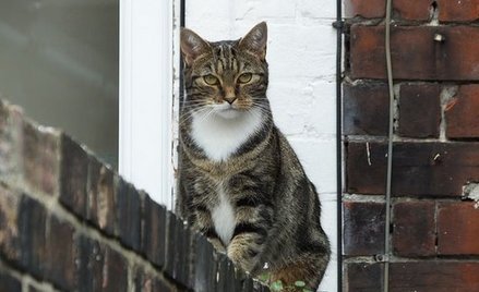 Kot bez smyczy i kagańca. Będzie proces