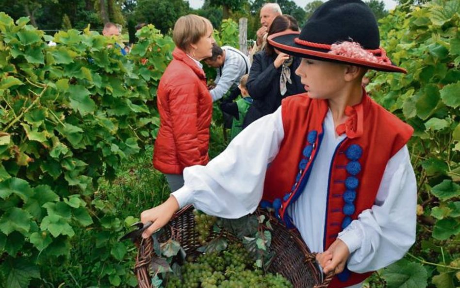 Winobranie w winnicy samorządowej to wielka atrakcja dla mieszkańców i turystów.