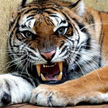 Dwa uratowane w 2019 roku tygrysy mają nowy wybieg w poznańskim zoo. Od dziś można je odwiedzać.