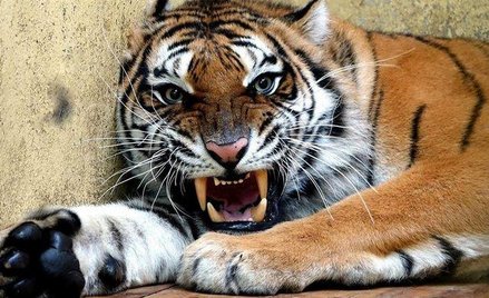 Dwa uratowane w 2019 roku tygrysy mają nowy wybieg w poznańskim zoo. Od dziś można je odwiedzać.