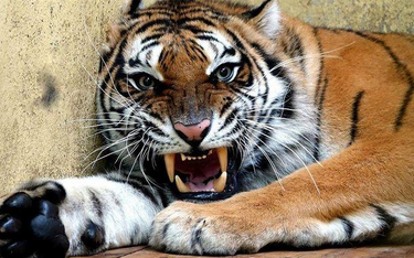 Dwa uratowane w 2019 roku tygrysy mają nowy wybieg w poznańskim zoo. Od dziś można je odwiedzać.