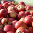 Polskie jabłka