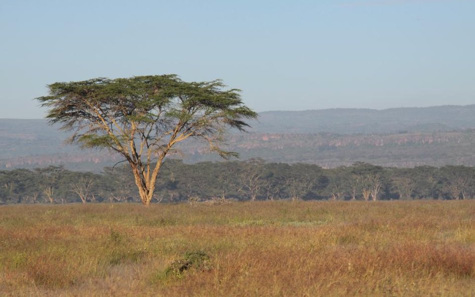 Zimbabwe będzie miało własną wersję dolara
