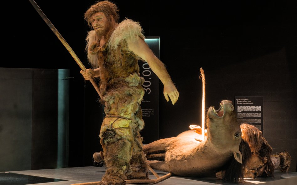 Łowca neandertalski w belgijskim Gallo-Romeins Museum Tongeren