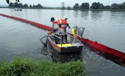 Wyławianie martwych ryb z Odry