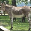 Zonkey. Fot. Ruth boraggina