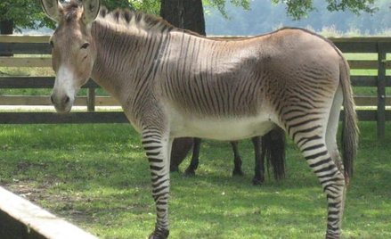 Zonkey. Fot. Ruth boraggina