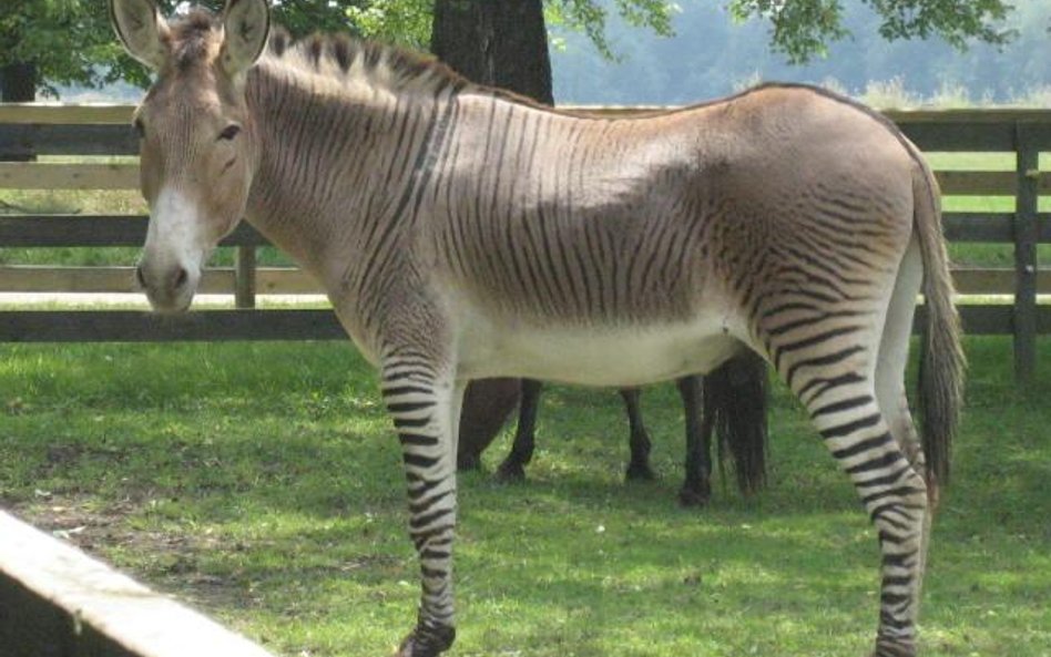 Zonkey. Fot. Ruth boraggina