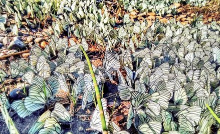 Inwazja motyli na Syberii