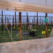 Migranci podejmują się najcięższych prac, których nie chcą wykonywać Hiszpanie