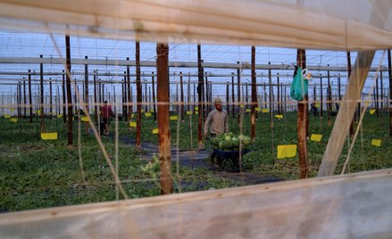 Migranci podejmują się najcięższych prac, których nie chcą wykonywać Hiszpanie