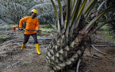 Olej palmowy z Malezji spełni normy UE od 2021 r.