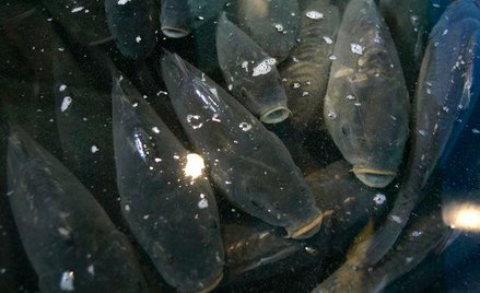 Karp zatorski dostał unijny certyfikat