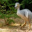 Najpierw chcieli wskrzesić mamuty, teraz ptaki dodo