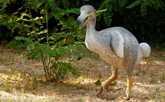 Ptak dodo do XVII wieku żył na Mauritiusie