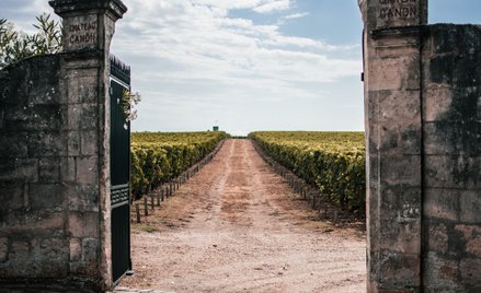 Ziemia na wagę złota: ile kosztują winnice we Francji?