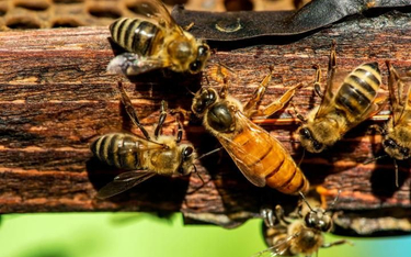 Pszczoły są niezbędne, w Polsce 80 proc. roślin jest owadopylnych.
