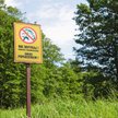 Lasy Państwowe ostrzegają – barszcz Sosnowskiego zaczął kwitnąć
