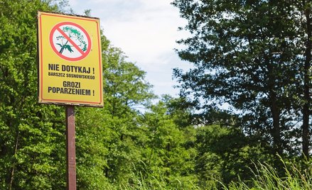 Lasy Państwowe ostrzegają – barszcz Sosnowskiego zaczął kwitnąć